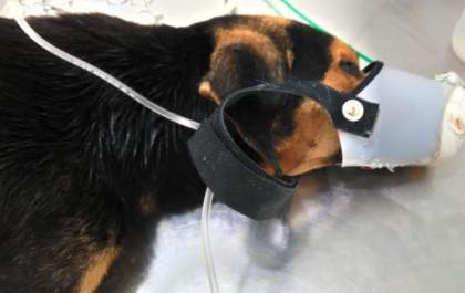 Polícia vai ouvir acusado de ferir cachorro com facão