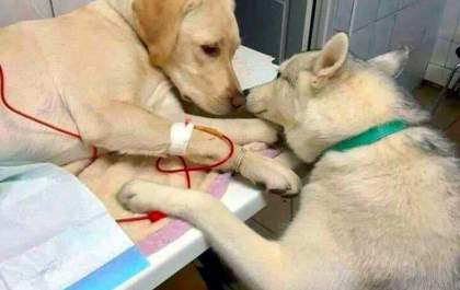Cachorro dá apoio a paciente em clínica veterinária e foto viraliza