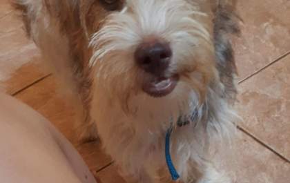 Família procura cachorrinha perdida