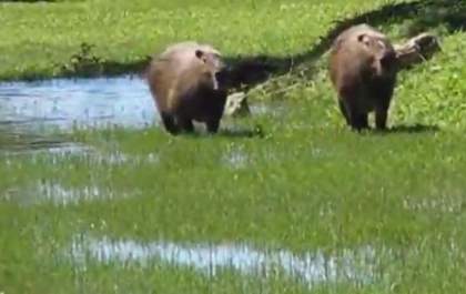 Homem é preso com espingarda após denúncia de caça de capivara