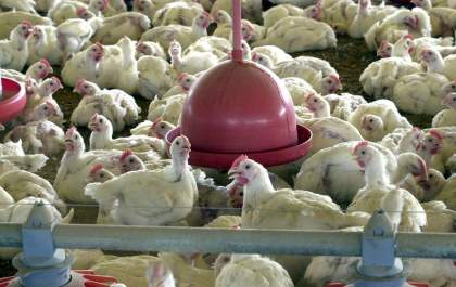 BRF recolhe produtos Perdigão por risco de Salmonella