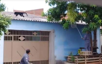 Tentativa de resgate de macaco chama a atenção de moradores