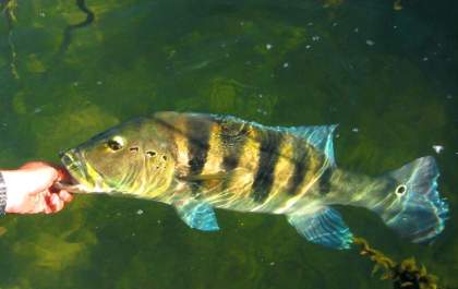 Ilha Solteira sedia primeira etapa de circuito de pesca do tucunaré neste sábado