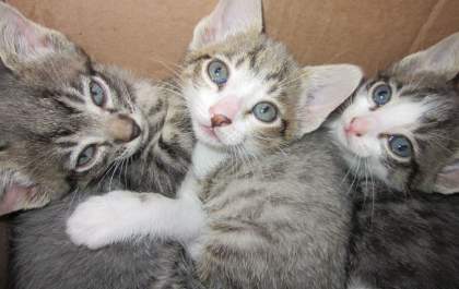 Mais de 20 gatos são abandonados em um só dia em abrigo de animais