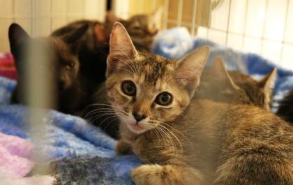 Feira de adoção de pets vai até domingo em Araçatuba&nbsp;