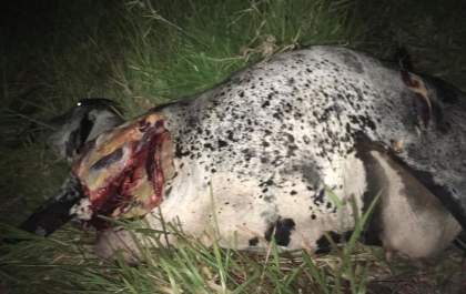 Vaca do Asilo São Vicente de Paula têm carne arrancada ainda viva por criminoso