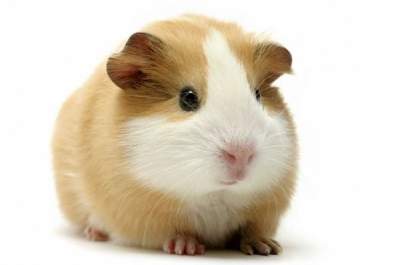 Tem algum pet exótico? Mande para nós!