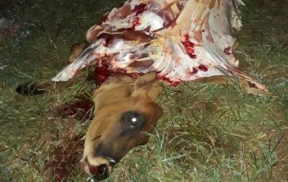 Propriedade rural é alvo de furto de gado em Três Lagoas