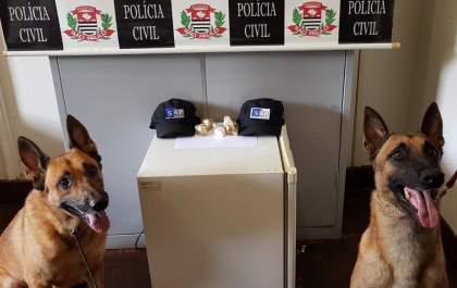 Cães encontram droga enterrada no quintal de casa em Andradina