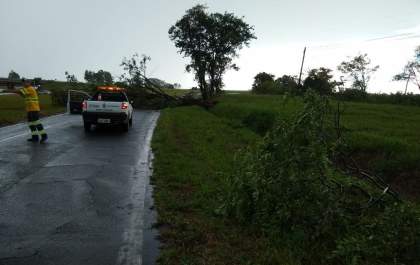 Chuva derruba árvore e interdita acesso à Marechal Rondon
