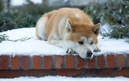 Cão 'avisa' e enteada encontra padrasto morto