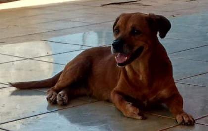 Alguém viu a Vick?