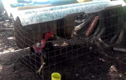 30 Galos usados em rinha são resgatados em Tupi Paulista