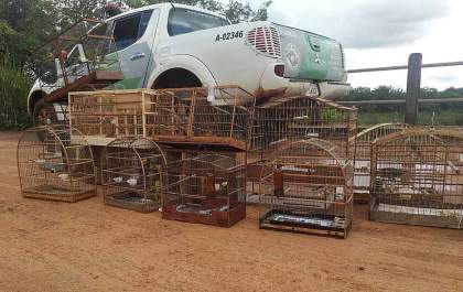 Polícia Ambiental desmantela possível grupo de traficantes de animais