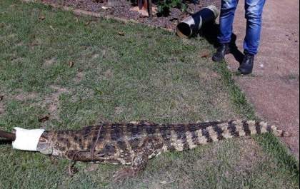 Jacaré é resgatado dentro do lago de peixes de uma empresa em TL