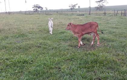 Bandidos invadem propriedade rural e causam prejuízo de R$ 70 mil