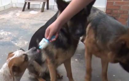 Menina de 11 anos cria 'picolé de ração' para refrescar cachorros no calor