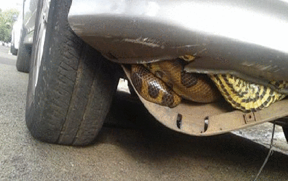 Moradora encontra cobra sucuri no para-choque de veículo