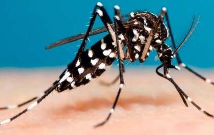 Mulher pode ser 2ª vítima de dengue