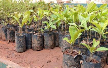 Meio Ambiente distribui mudas de árvores neste sábado, na praça Dr. Gama