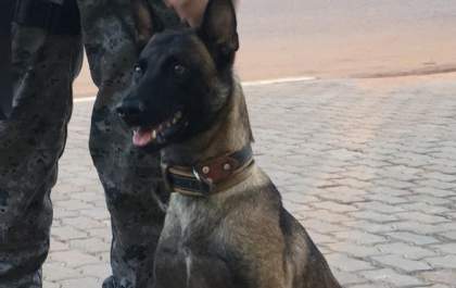 Cães farejadores auxiliam PM a encontrar drogas prontas para a venda