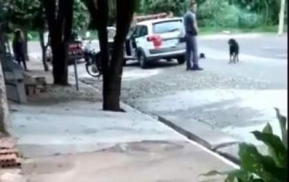 Rottwiler sobrevive após ser baleado por avançar em policial