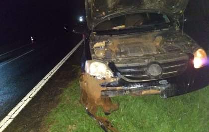 Grupo de capivaras provoca acidente na Rondon