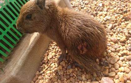 População se comove e solicita socorro para filhote de capivara ferida