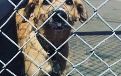 Cachorra vítima de violência sexual ganha novo lar