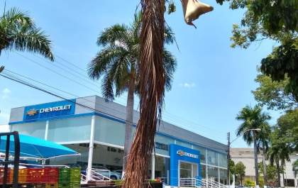 Mulher é atingida por folha de coqueiro e sofre fraturas