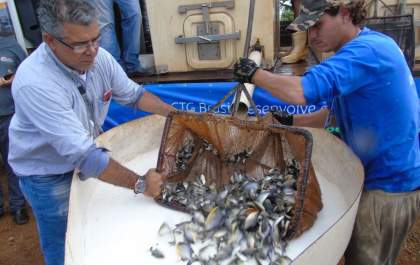 CTG Brasil realiza ação e solta 110 mil peixes no Rio Paraná&nbsp;