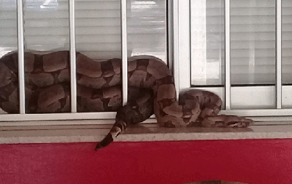 Bicho Solto: Cobra de dois metros encotnrada na janela de casa