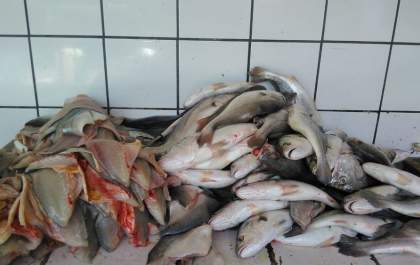 Peixes estão sumindo dos rios, dizem Pescadores do Jupiá
