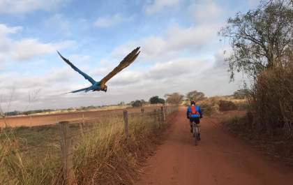 Morre Bike, a Arara que acompanhava ciclistas em Andradina