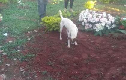Cachorro volta a protagonizar cena tocante durante enterro