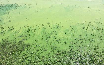 Prefeitura alerta: rio Tietê está impróprio para banho e pesca