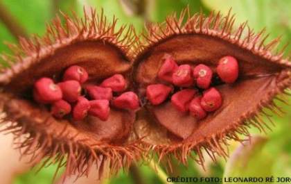 Urucum está bonito no pé mas o preço está no chão
