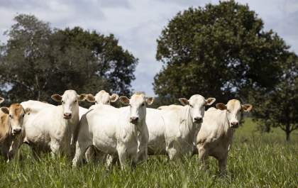 Grupo quer aumentar produção de carne da raça araguaia