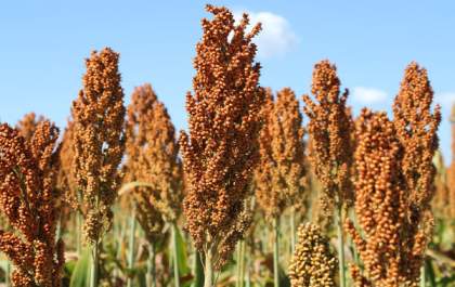 De olho na seca, alunos aprendem a processar sorgo para o gado