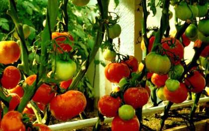 Preço do tomate dispara e Prefeitura e Senar capacitam para produção de orgânicos