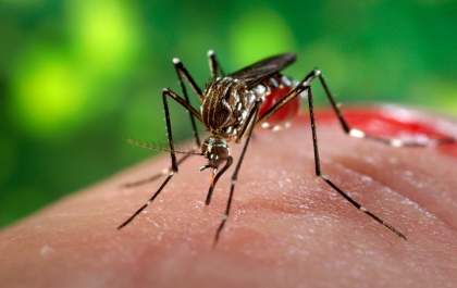 Confirmada segunda morte por dengue em Guaraçaí