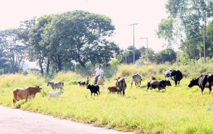 Força-tarefa contra animais soltos apreende égua e mini-boi
