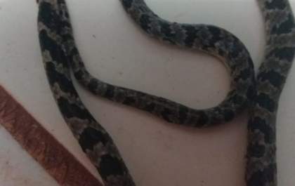 Mulher se assusta com Jararaca encontrada no sofá de casa