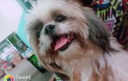 Shih Tzu levado de casa na Vila Verde tem sérios problemas de saúde