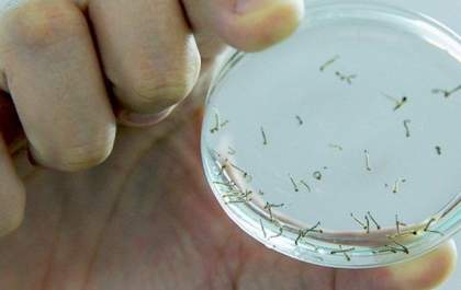 Araçatuba tem 89 novos casos de dengue em uma semana
