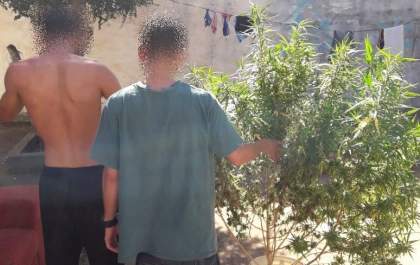 SIG apreende pé de maconha após denúncia de tráfico de drogas no centro