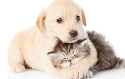 Curso de Jornalismo da AEMS realizará Feira de Adoção de Animais&nbsp;