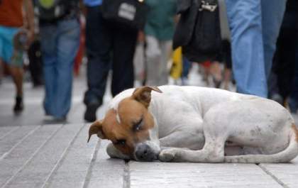 Projeto institui o mês da reflexão sobre o abandono de animais em Três Lagoas