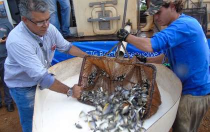 CTG Brasil solta um milhão de peixes no rio Paraná