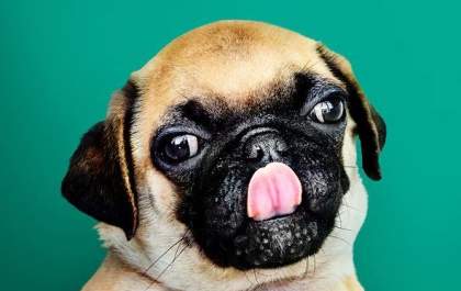 Os cachorros entendem o que os humanos falam?